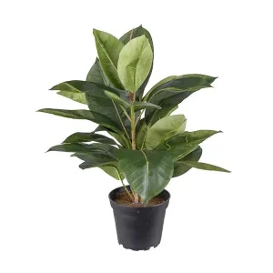 Kunstpflanze Fikus Robusta Sofort Bestellen