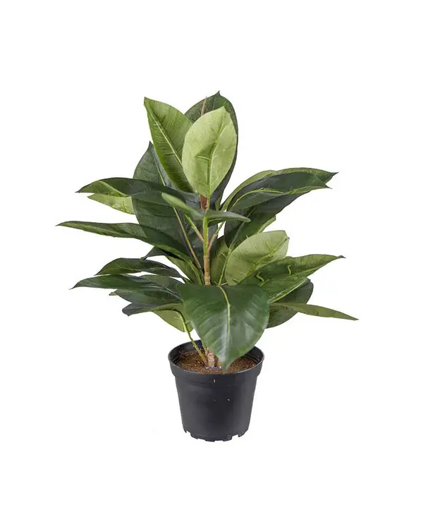 Kunstpflanze Fikus Robusta Sofort Bestellen