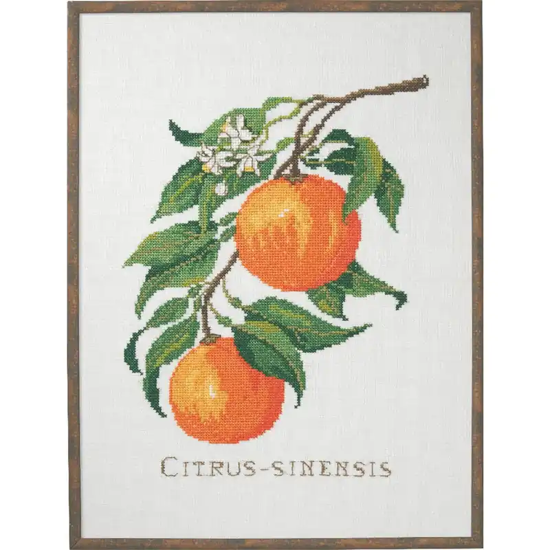 Eva Rosenstand Kreuzstich Set „Citrus-senensis“, Zählmuster, 29x39cm Mengenrabatt