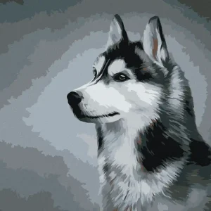 Nur Heute Diamond painting - SIBERIAN HUSKY